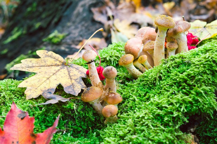 mushrooms