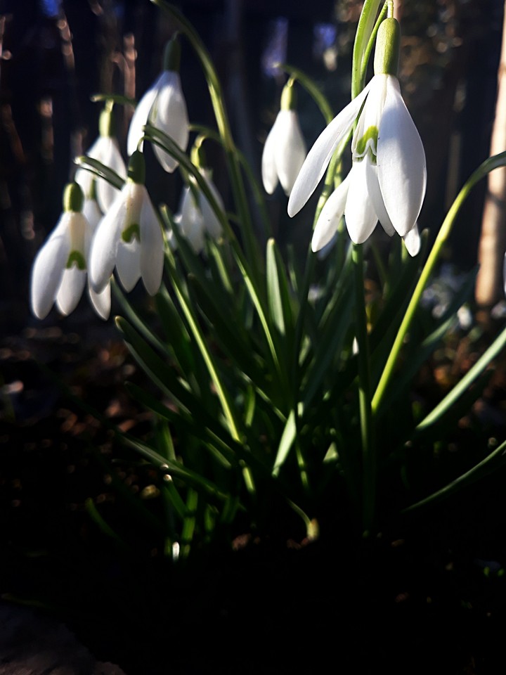 spring is coming