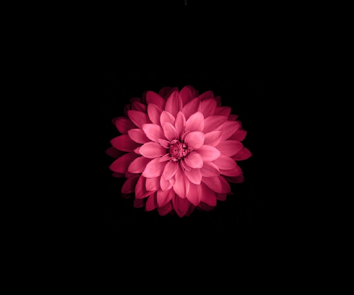 A flower...