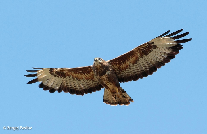 Spread your wings and fly
