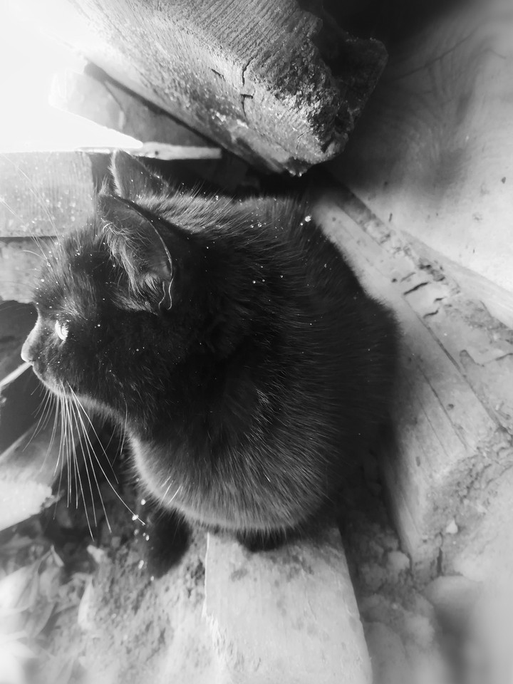 Just a kitten