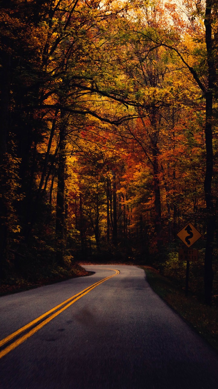 fall road