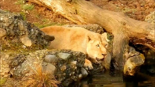 король леса