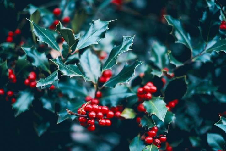 berries