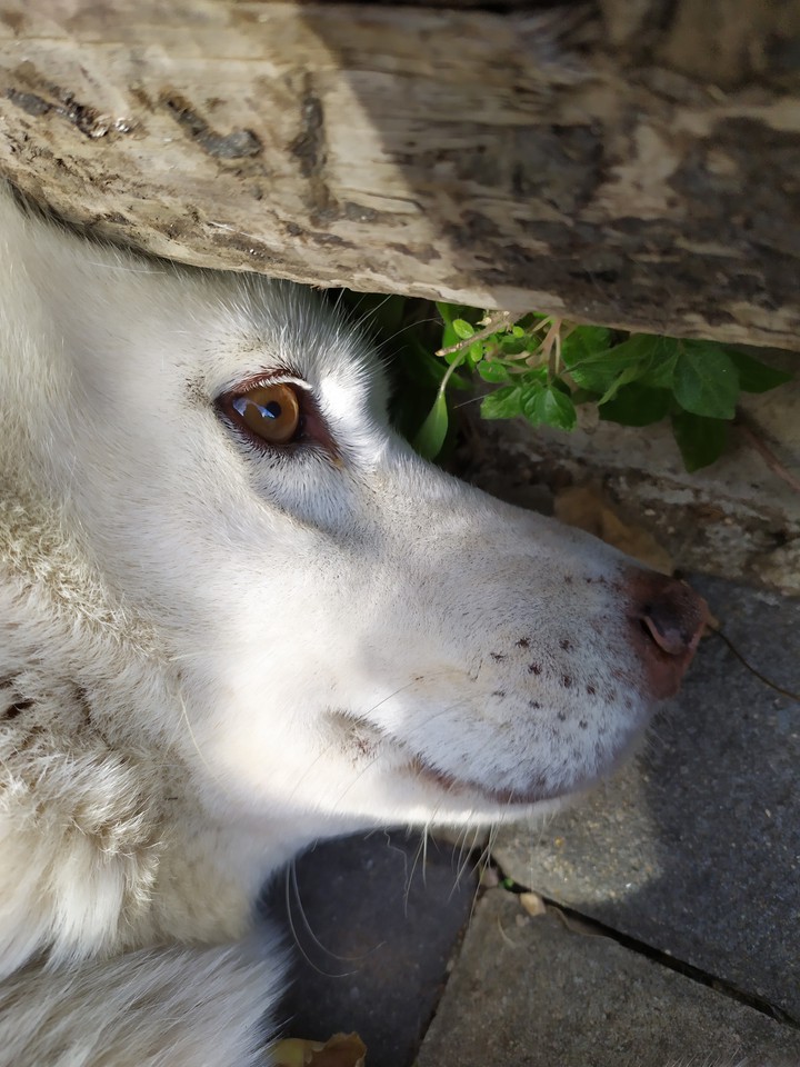white dog