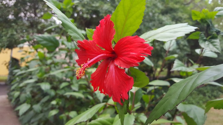 rojo intenso