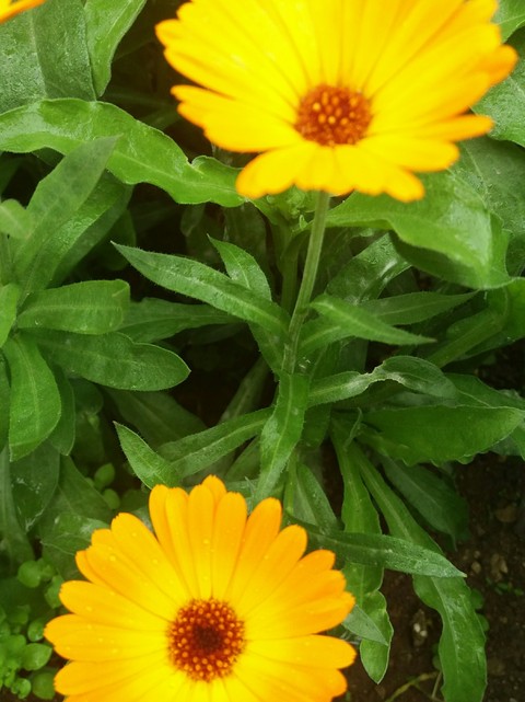雛菊, calendula桌布