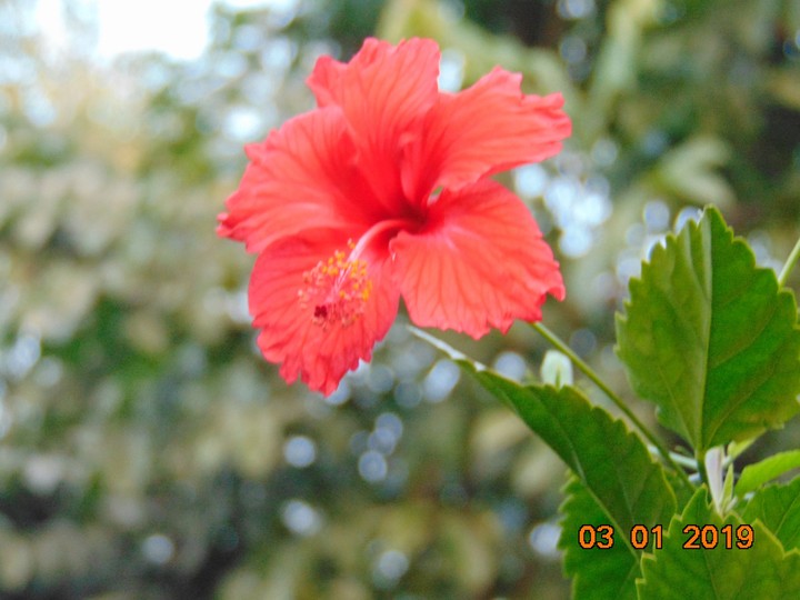 flower