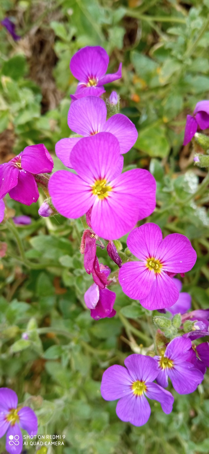 fleure