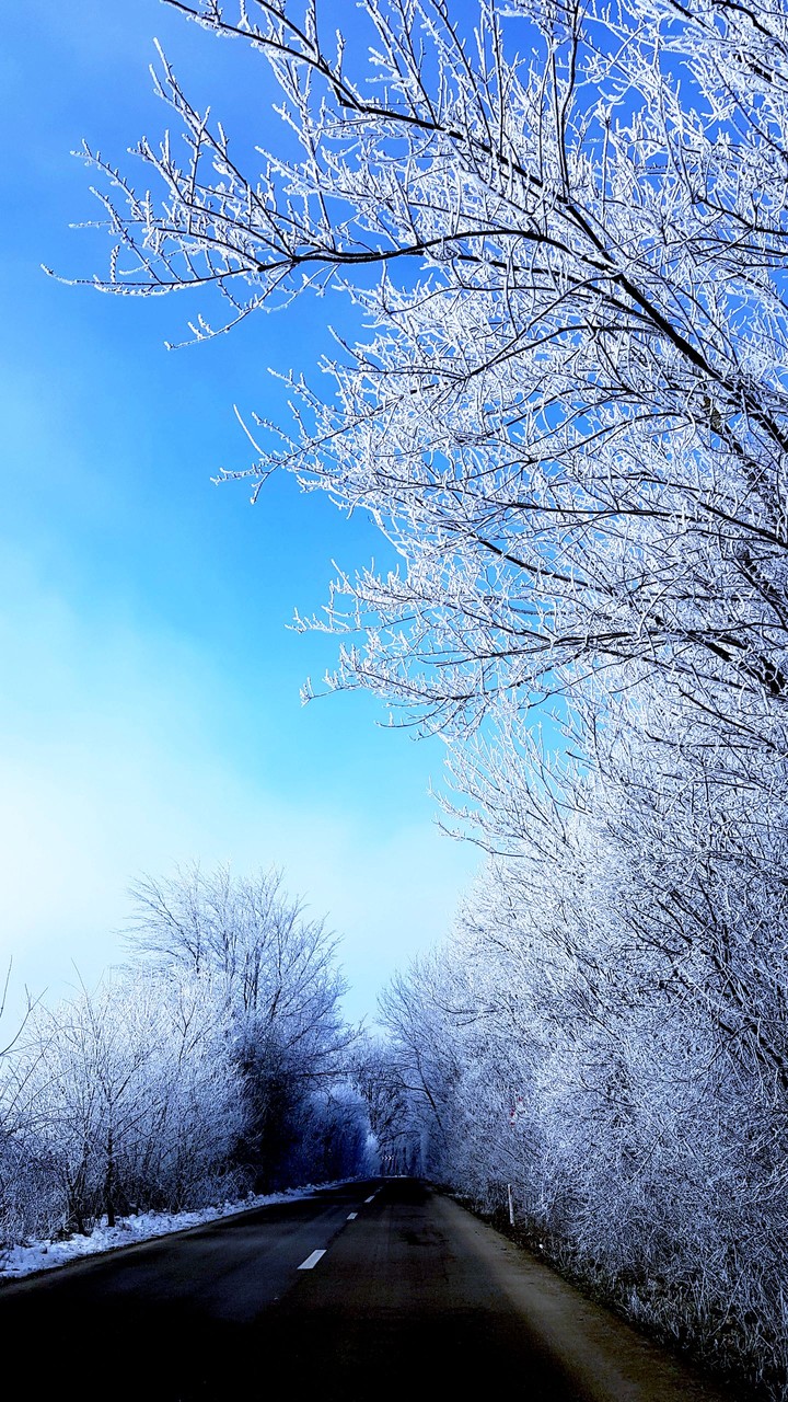 ice flowers