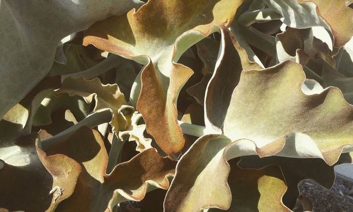 The Feltbush Plant