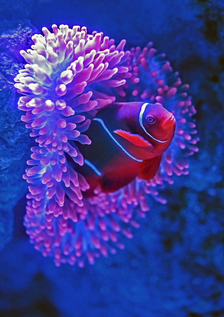 thats a nemo....
