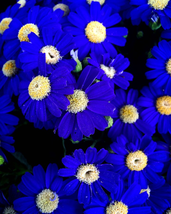 daisy