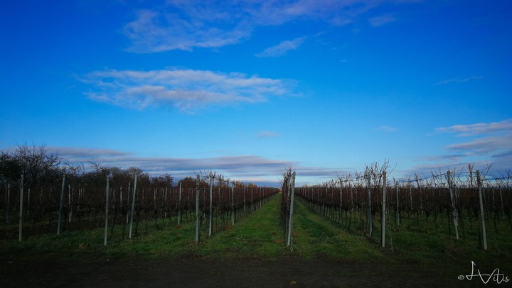 vineyard