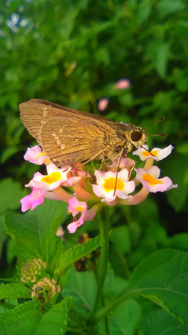 Butterfly with flower