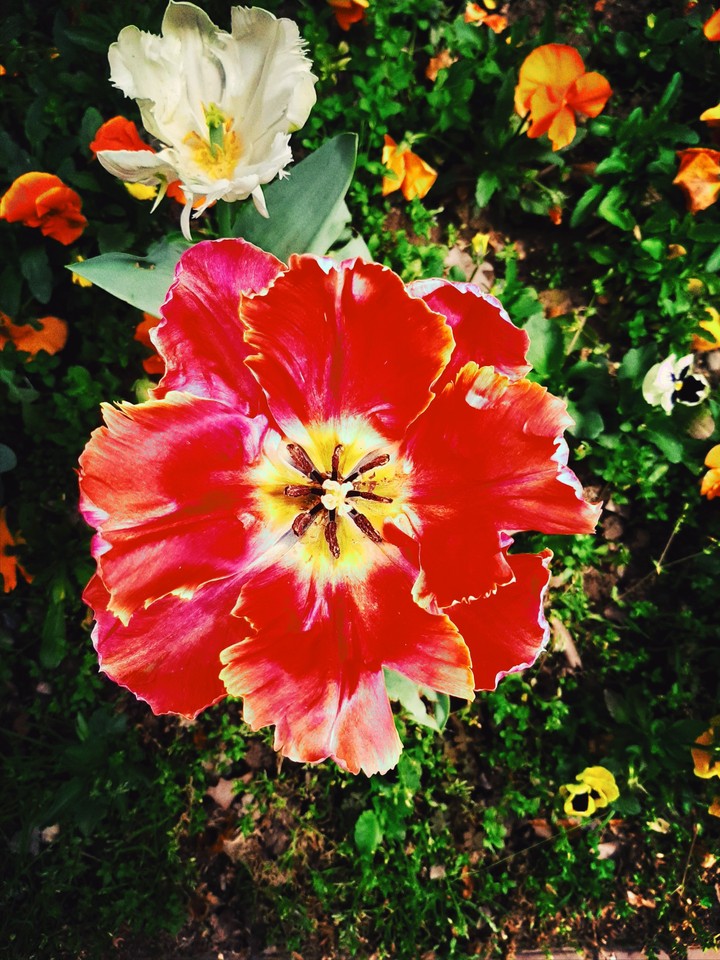 tulip