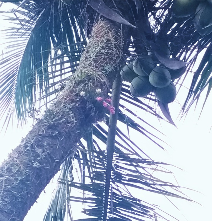 bromélia e côco