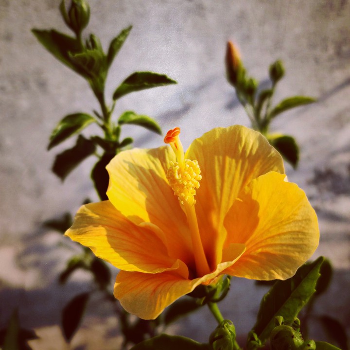 yellow hibiscus