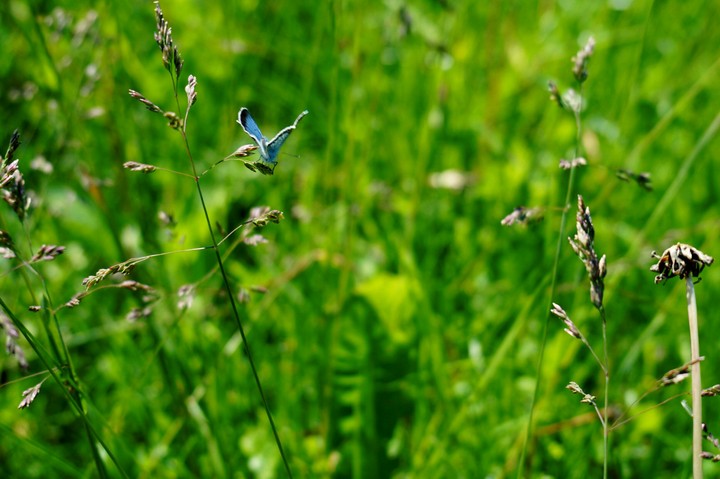 summer