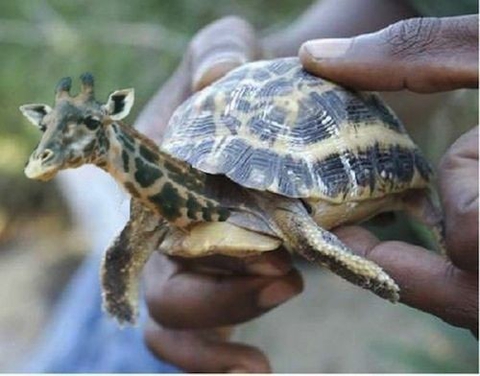 爬行動物, 生物桌布