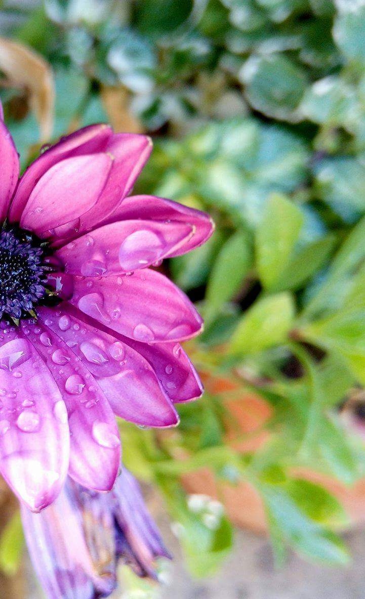 purple drops