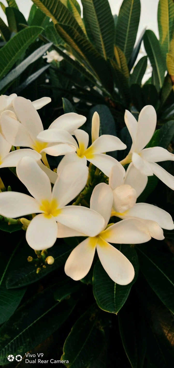beautiful flowers