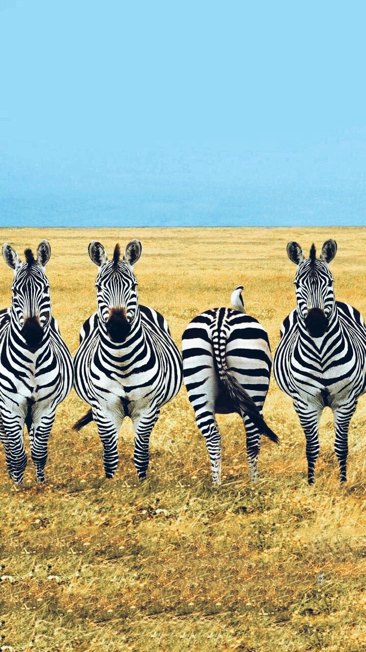 zebras