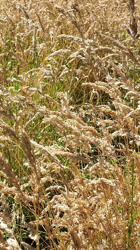 fields of gold