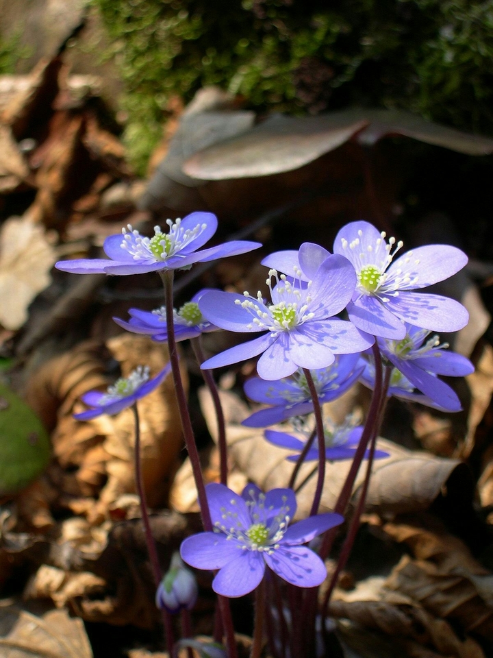 Leberblümchen