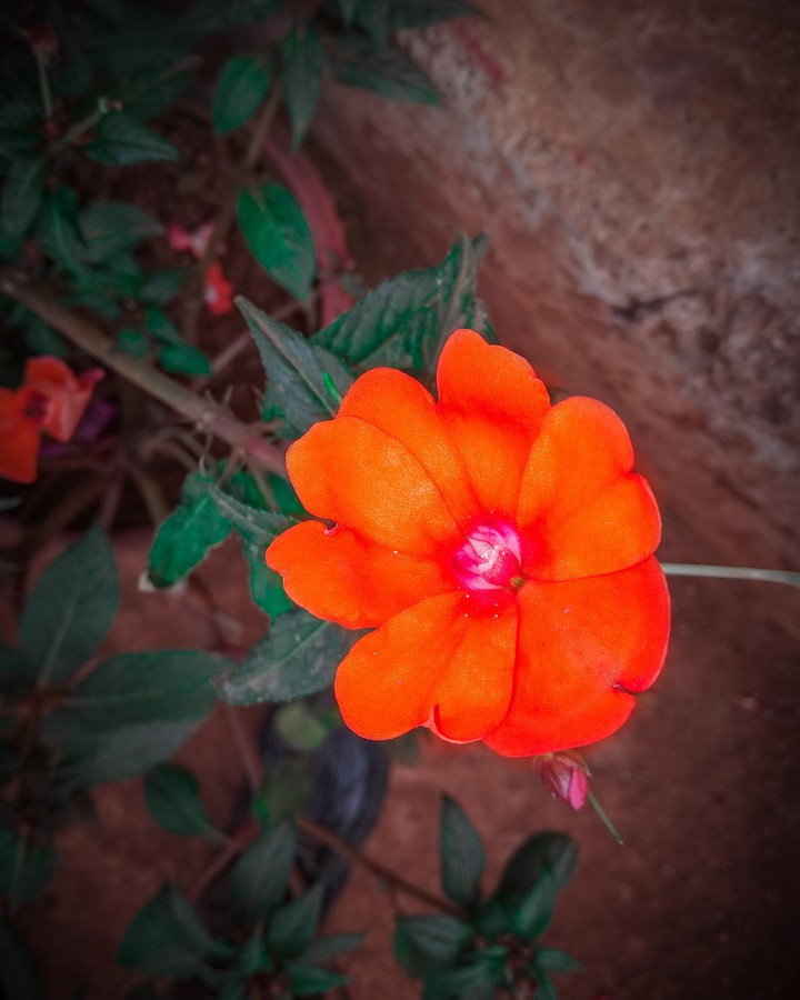 Orange Flower