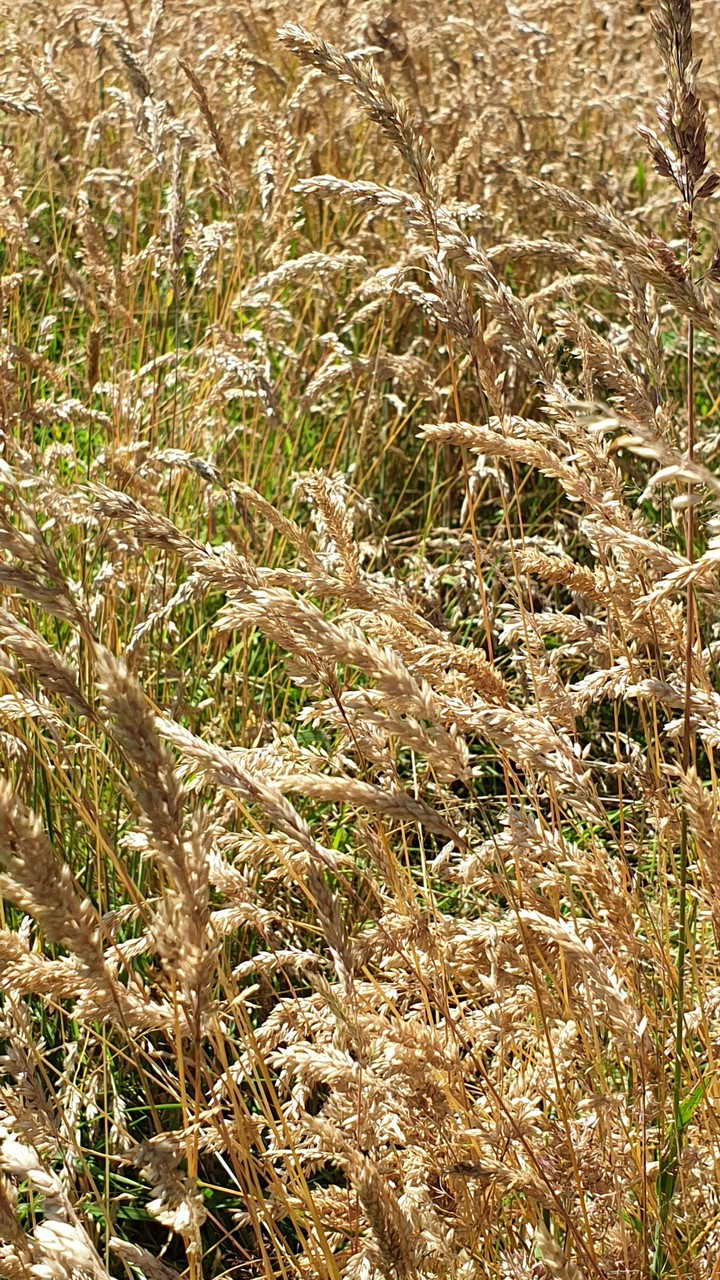 fields of gold
