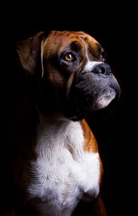 Portrait of the honorable person