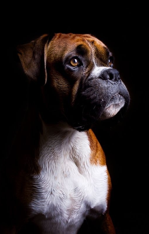 Portrait of the honorable person