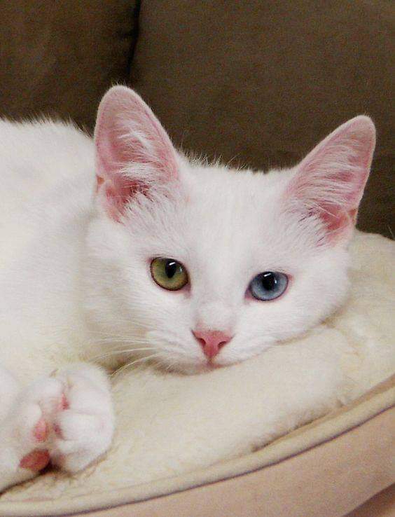 olha o gatinho