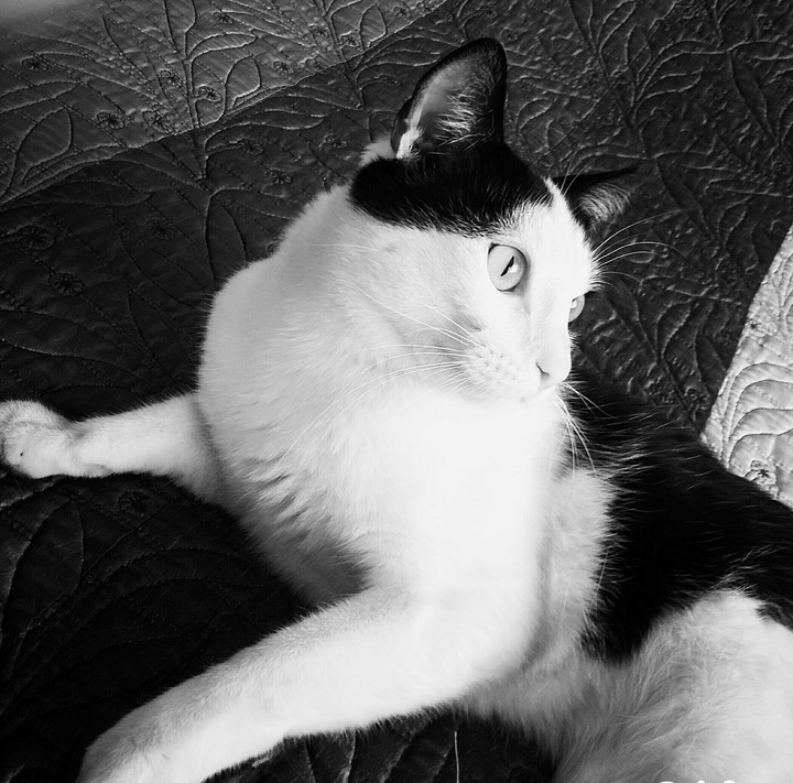 cat