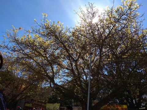 sun day