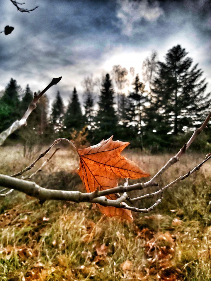 the last autumn leaf