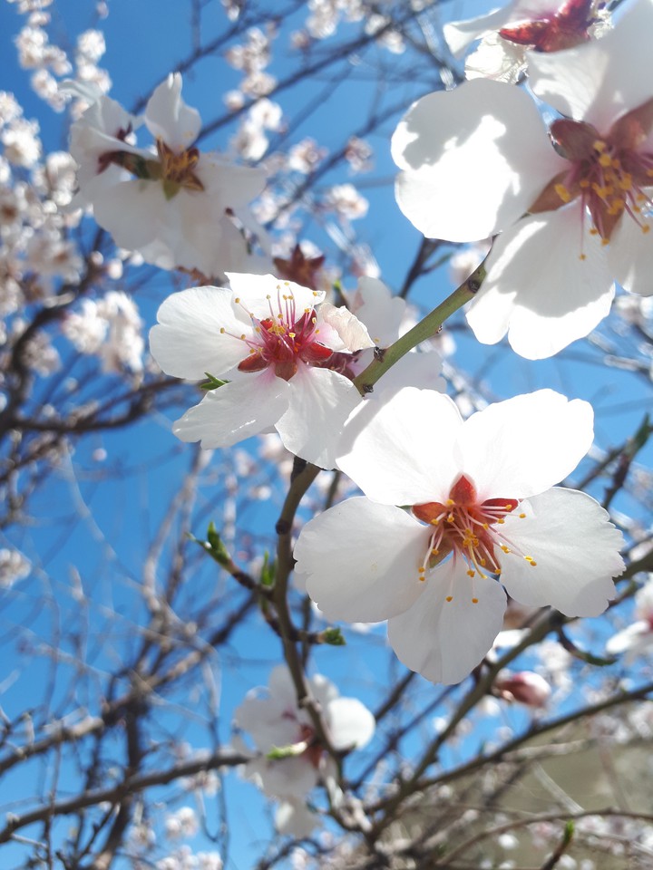 bloom