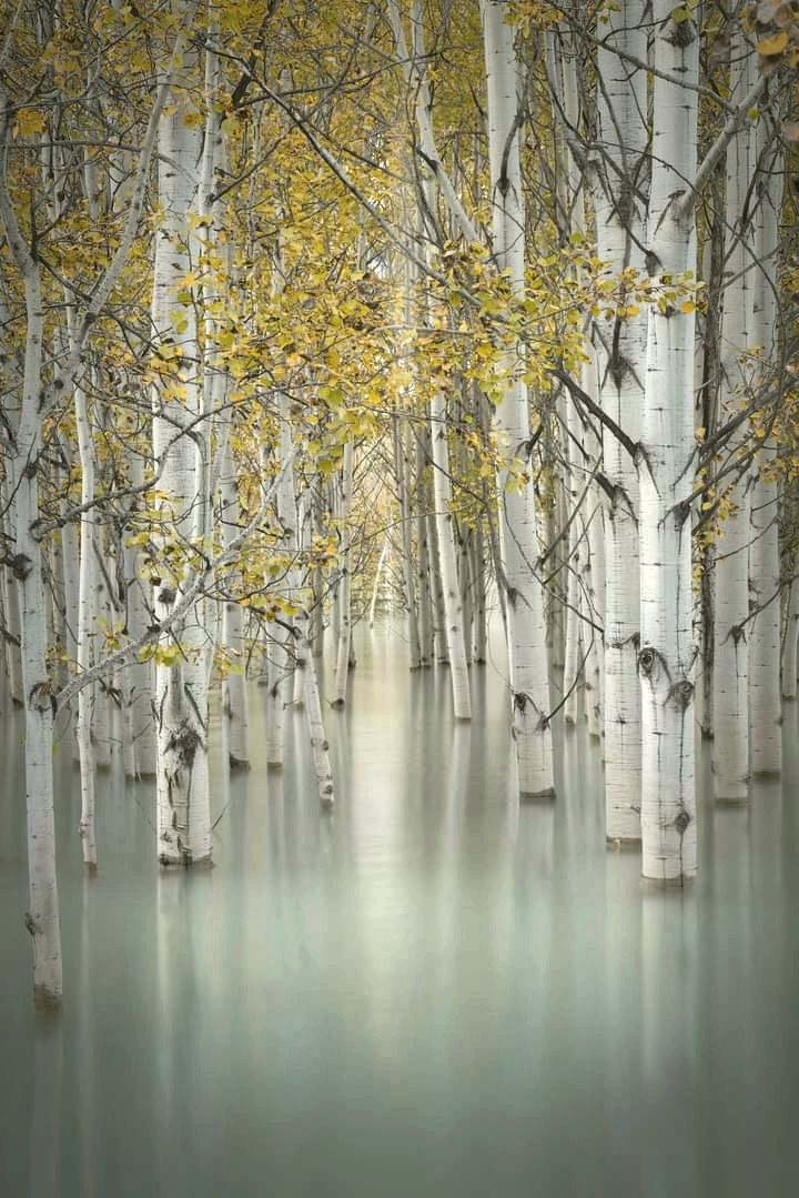 submerged