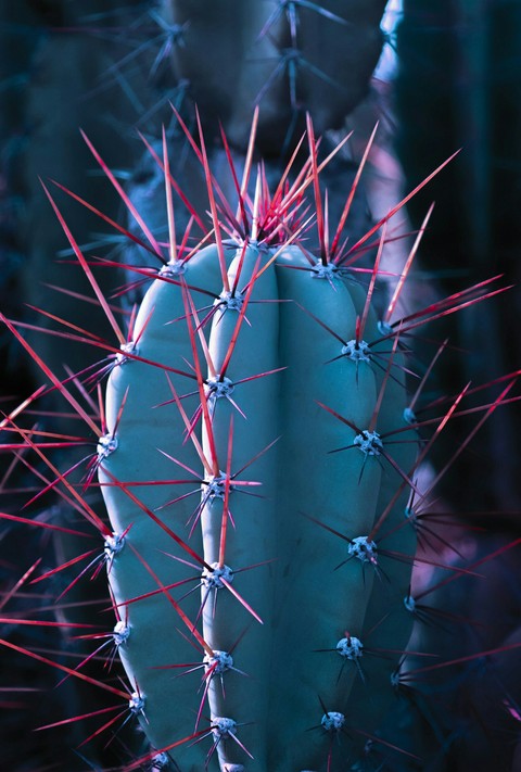 тапети organism, botany