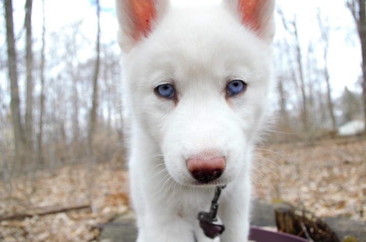 husky albino