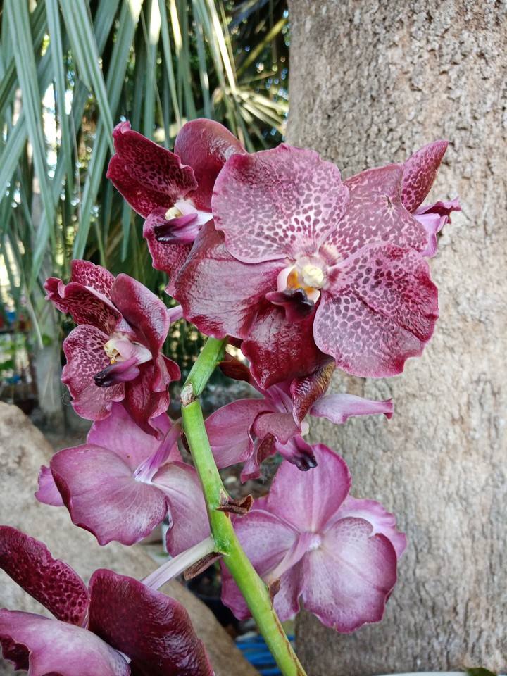 Orquídea Vanda