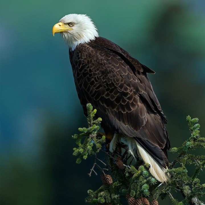 Eagle