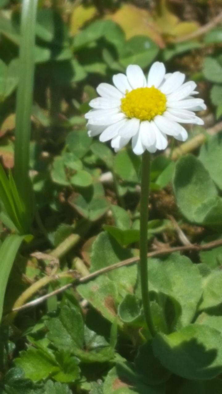Daisy