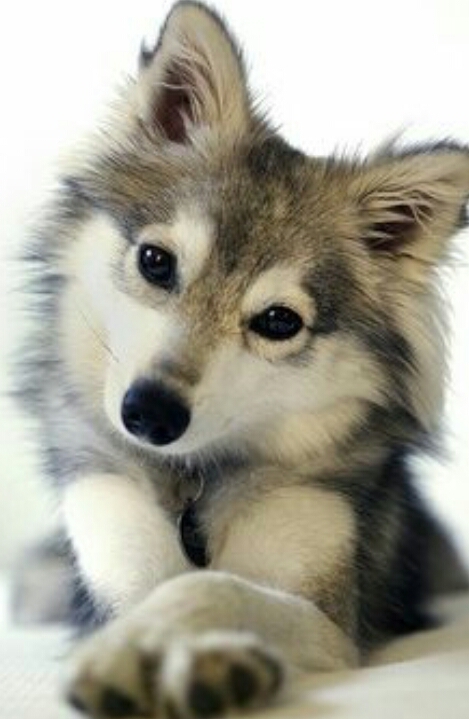 Chien