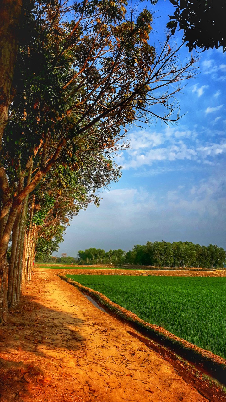 Beauty of green bangla