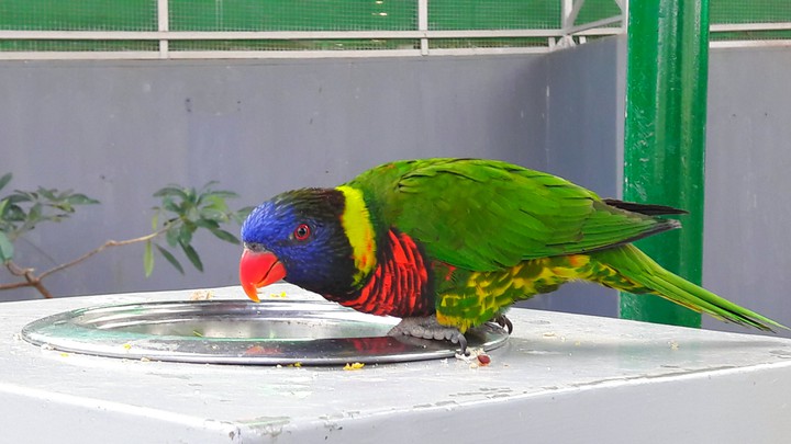 Bird