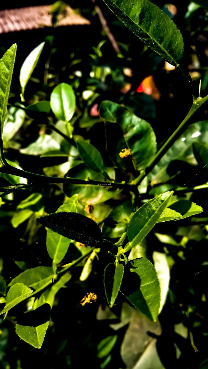 vignette tree