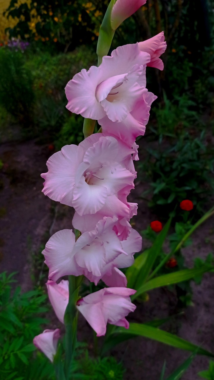 pink flowers