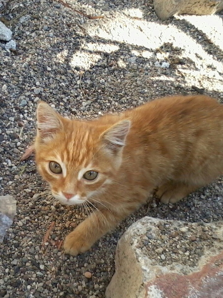 pisi pisi kedicik